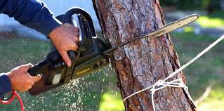How Our Tree Care Process Works  in  Camanche Village, CA