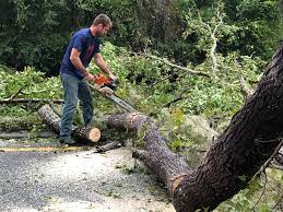 Best Tree Mulching  in Manche Village, CA