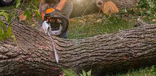 Best Hazardous Tree Removal  in Manche Village, CA