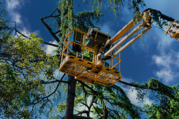 Best Tree Risk Assessment  in Manche Village, CA