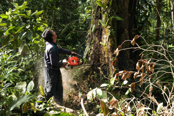 Best Fruit Tree Pruning  in Manche Village, CA