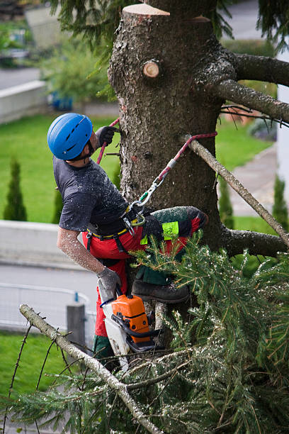 Best Emergency Tree Removal  in Manche Village, CA