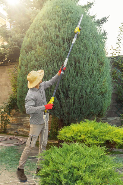 Best Root Management and Removal  in Manche Village, CA